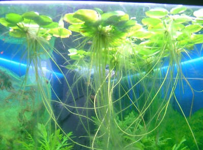 Best floating aquarium plants