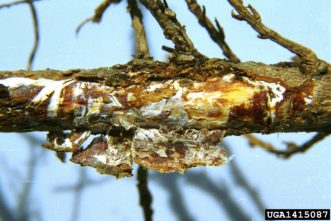 Armillaria root rot (Armillaria spp.)